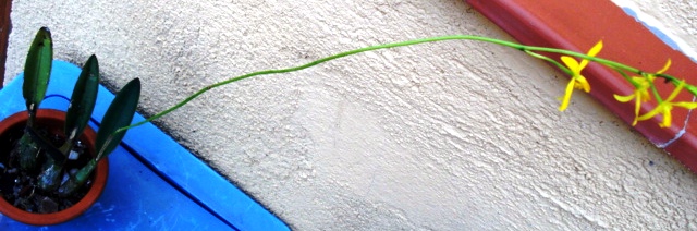 cqs1212703699g.JPG