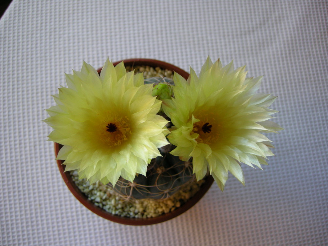 cqs1212767150l.jpg