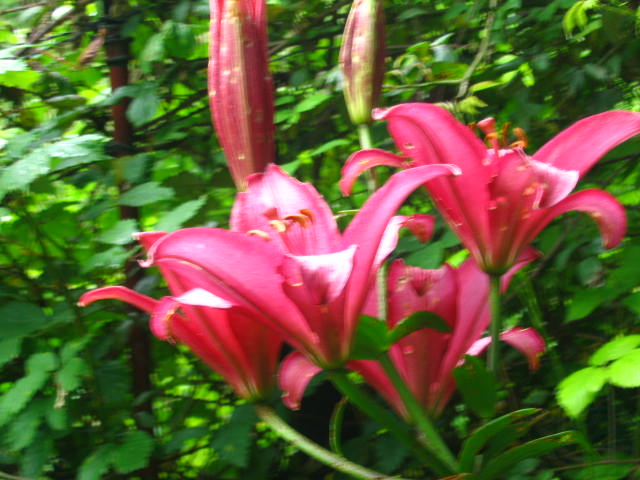 cqs1212784870j.jpg