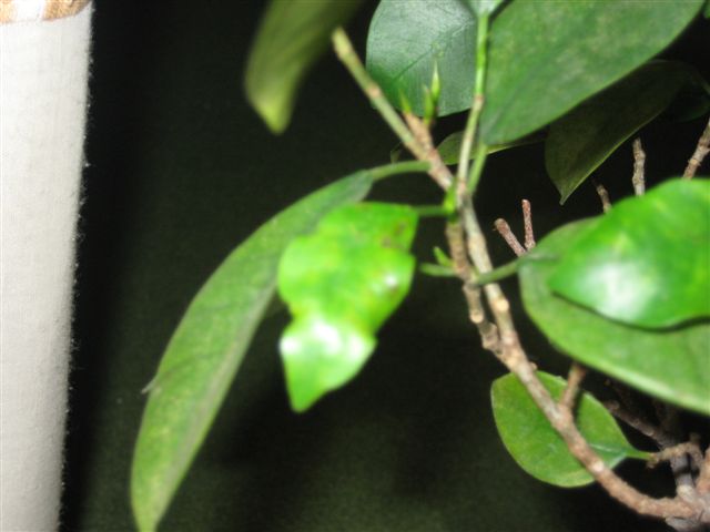 cqs1212857769j.jpg