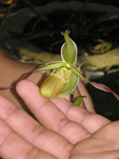 cqs1212888026w.JPG