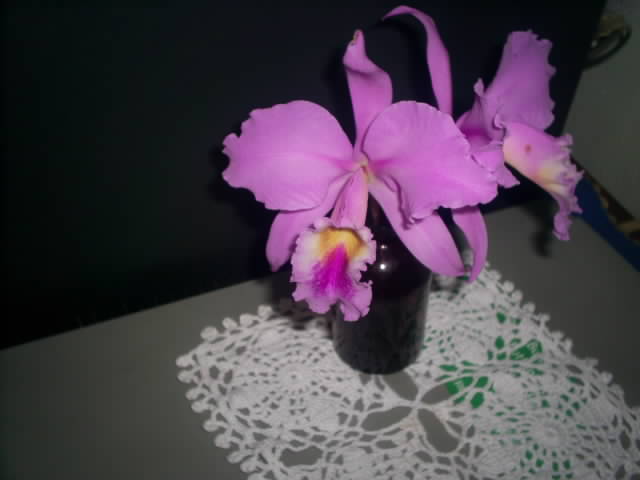 cqs1212888897q.JPG