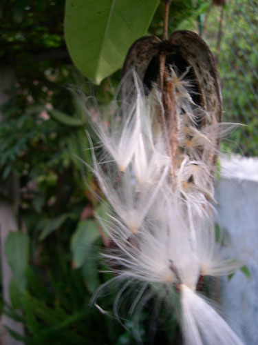 cqs1217524365e.jpg