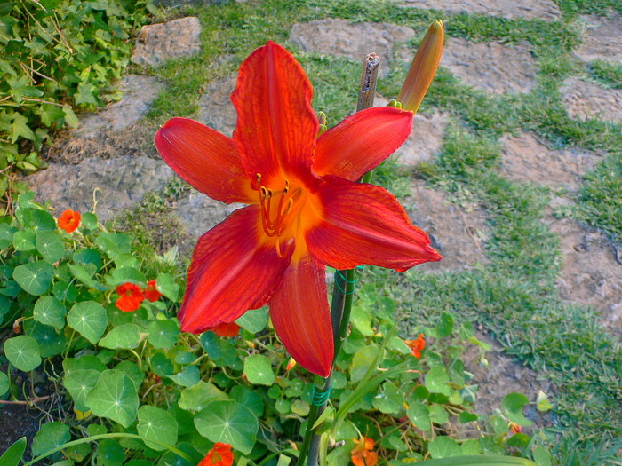 cqs1219874799y.JPG