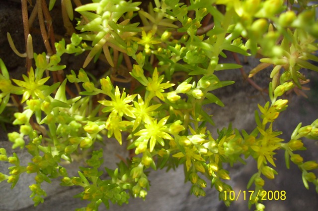 cqs1224276608c.jpg