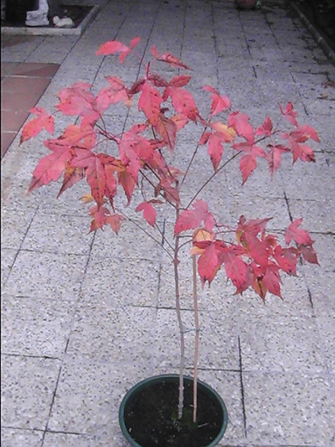 cqs1225558692o.jpg