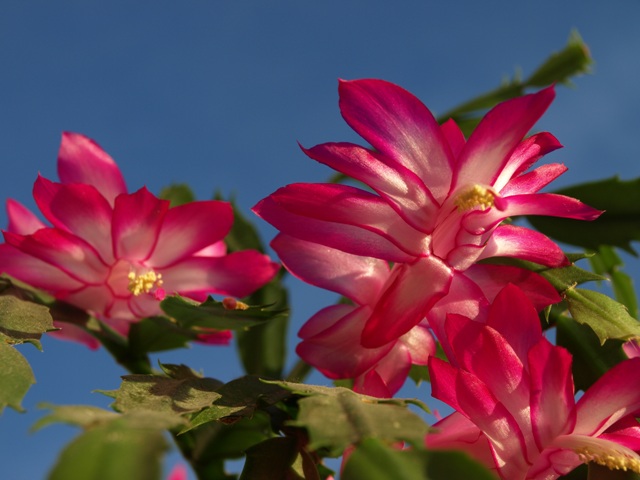 cqs1229556951y.JPG