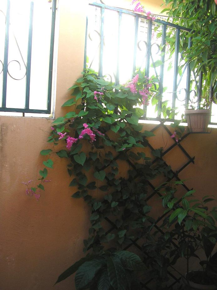 cqs1235412107n.JPG