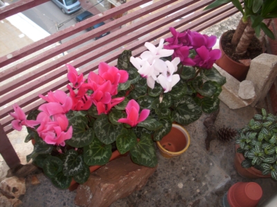 cqs1235550635x.JPG