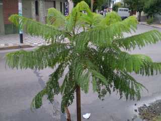 cqs1236484057j.jpg