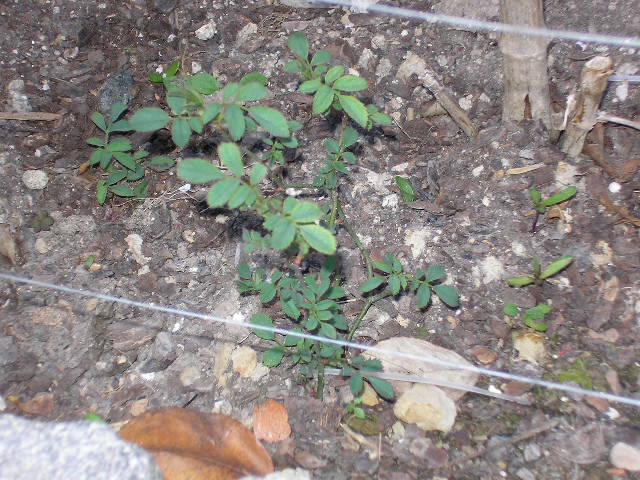 cqs1236959604b.JPG