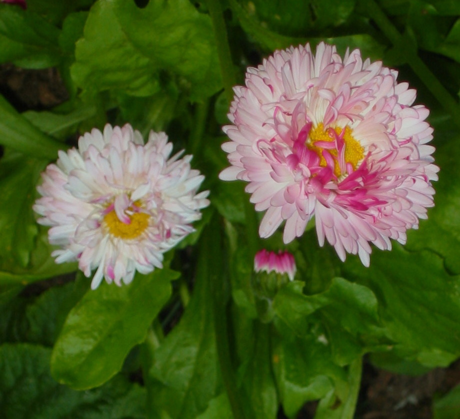 cqs1240551484l.jpg