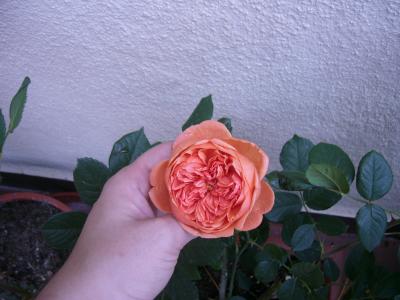 cqs1241987454e.jpg