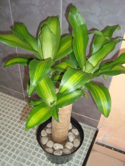 cqs1242799434v.JPG