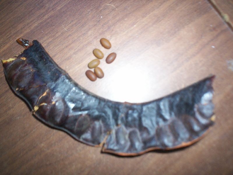 cqs1244252986w.jpg