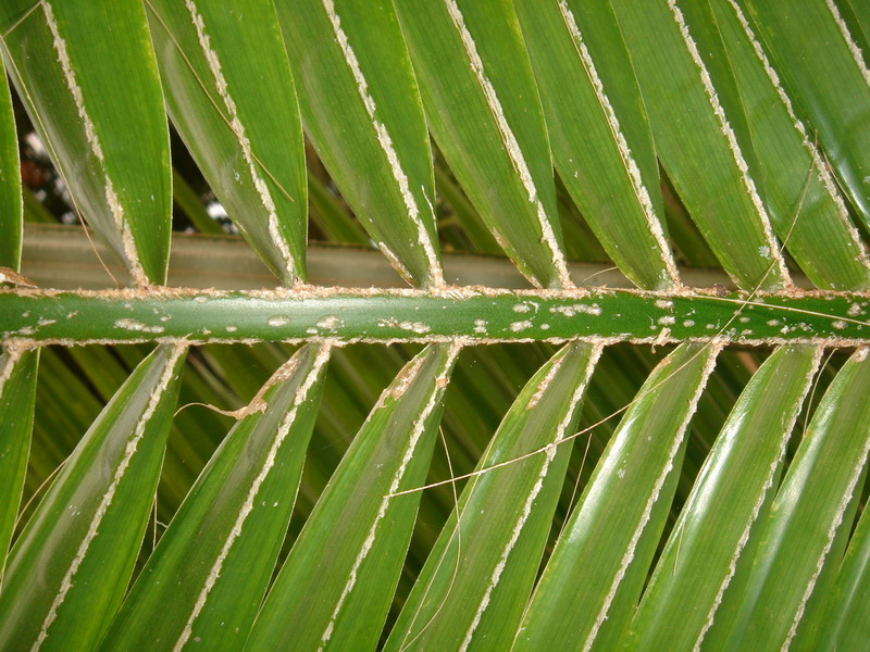 cqs1244523842e.jpg