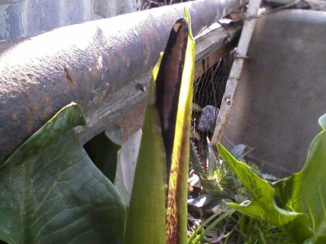 cqs1244964588g.jpg
