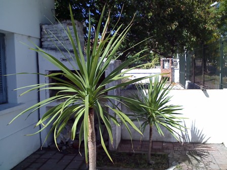 cqs1245822211g.jpg