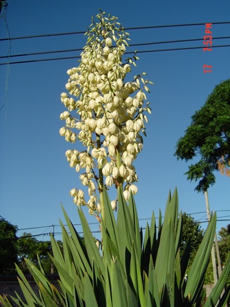 cqs1246178276y.JPG