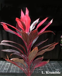 cqs1246400126y.jpg