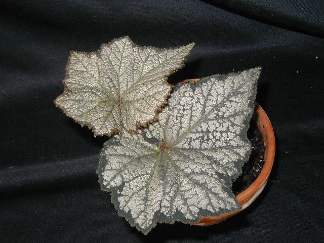 cqs1246590041r.jpg