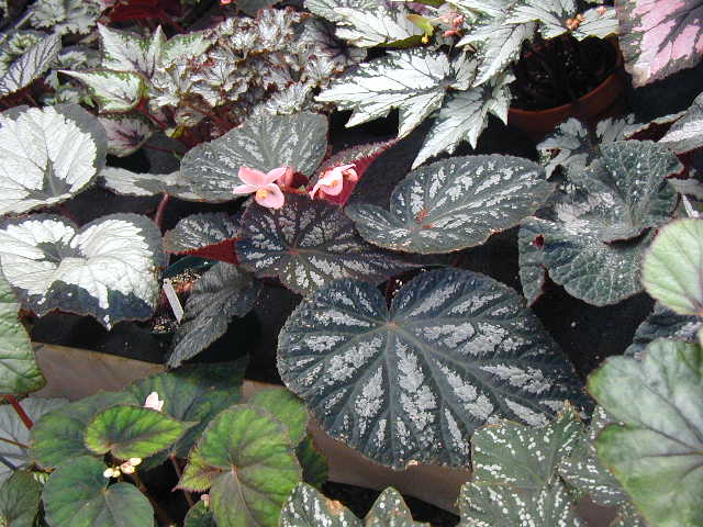 cqs1246590301s.jpg