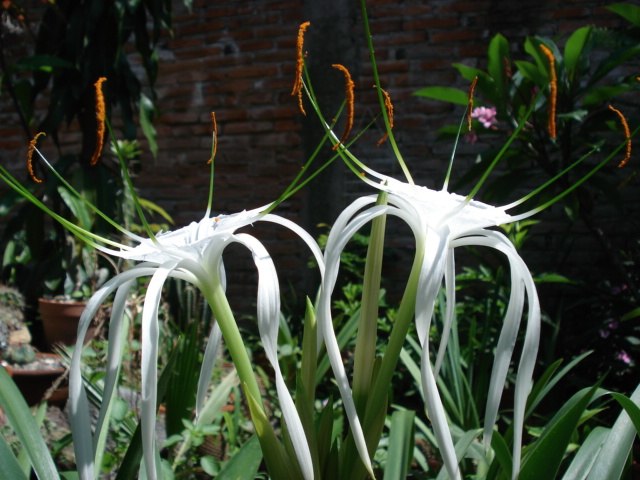 cqs1248097352w.JPG