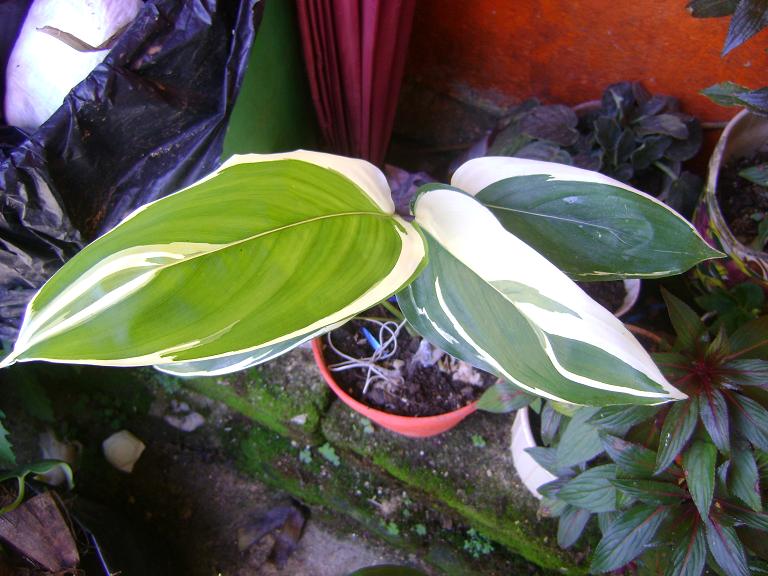 cqs1250221035h.JPG