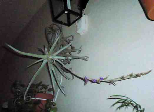 cqs1250569170p.jpg