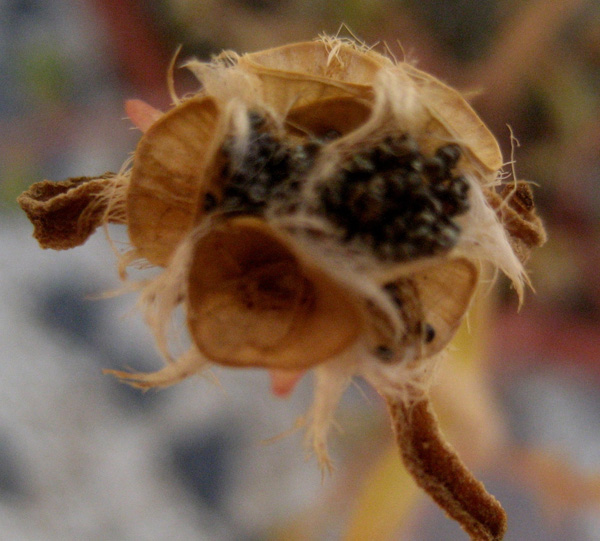 cqs1251146847a.jpg
