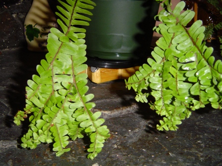 cqs1251410860c.JPG