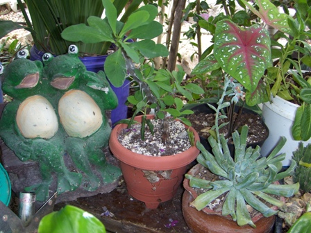 cqs1251525796a.JPG