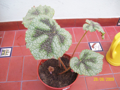 cqs1251535204p.jpg