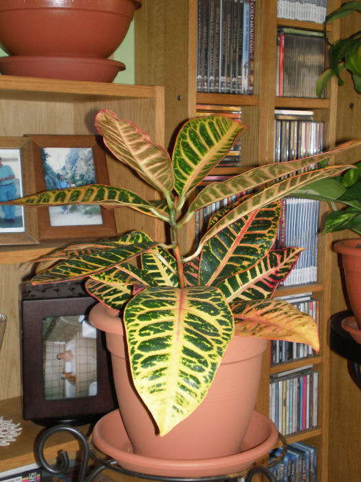 cqs1251742490w.jpg
