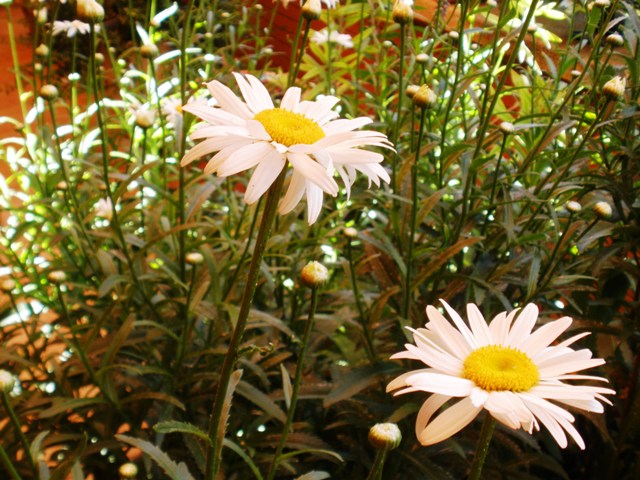 cqs1252701858z.JPG