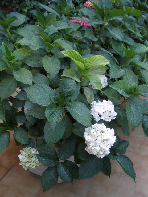 cqs1252702106l.JPG