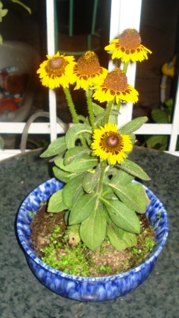 cqs1253274997s.JPG