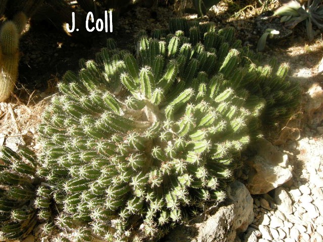 cqs1253470662u.jpg