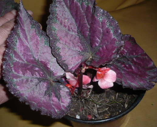 cqs1253700730r.JPG