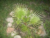 cqs1254573733c.JPG