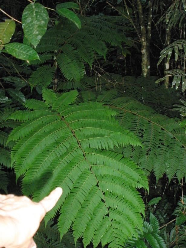cqs1256580469a.JPG