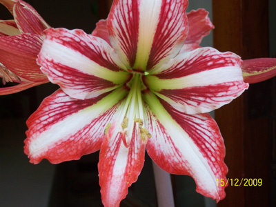 cqs1262251544d.jpg