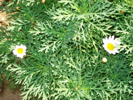 cqs1262757361c.JPG