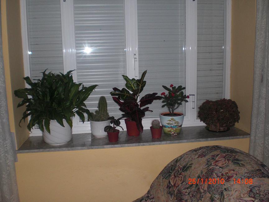 cqs1264457242w.JPG