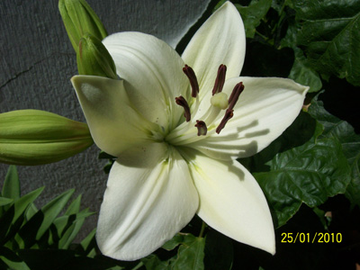 cqs1264459377w.jpg