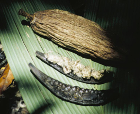 cqs1265678269u.jpg