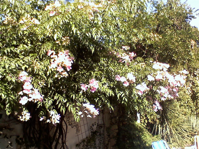 cqs1268376741a.jpg
