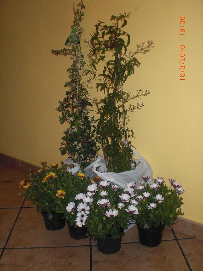 cqs1269071021v.JPG