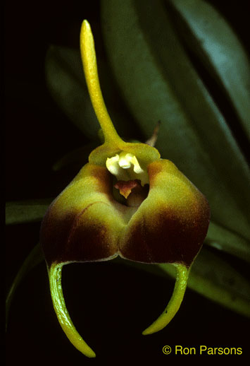cqs1269298841r.jpg