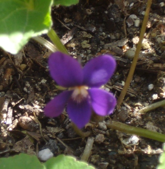 cqs1269410362w.JPG